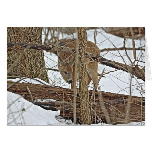 Whitetail Deer In Snow Cards (Front Horizontal)