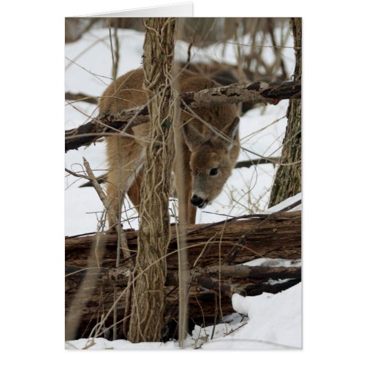 Whitetail Deer In Snow Cards (Front)