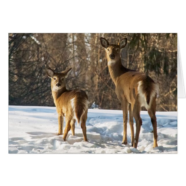 Whitetail Deer in Snow Cards (Front Horizontal)