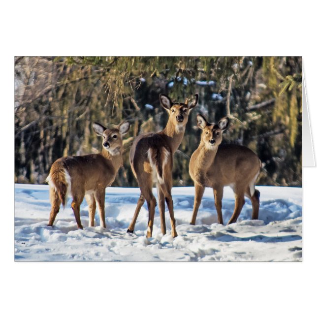 Whitetail Deer in Snow Cards (Front Horizontal)
