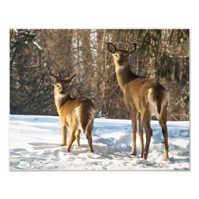 Whitetail Deer in Snow Photo Print (Front)