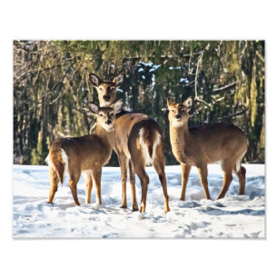 Whitetail Deer in Snow Photo Print
