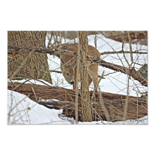 Whitetail Deer In Snow Photo Print