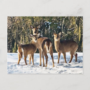 Whitetail Deer in Snow Postcard