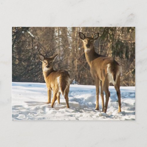Whitetail Deer in Snow Postcard