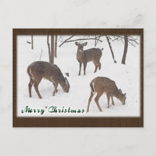 Whitetail Deer In Snowy Woods - Merry Christmas Holiday Postcard