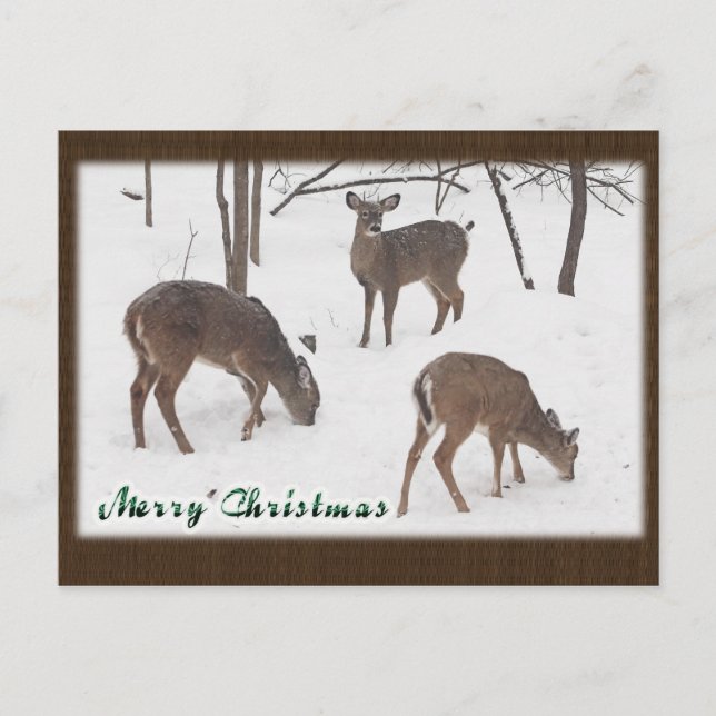 Whitetail Deer In Snowy Woods - Merry Christmas Holiday Postcard (Front)
