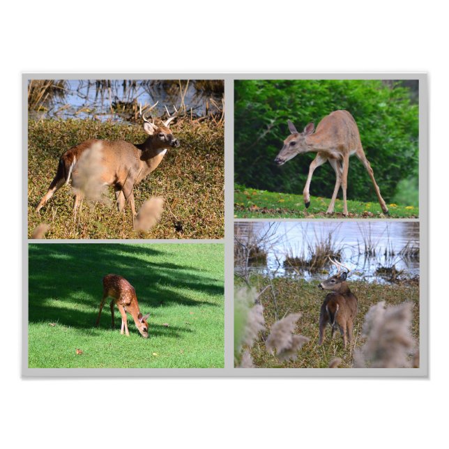Whitetail Deer Photo Collage (Front)
