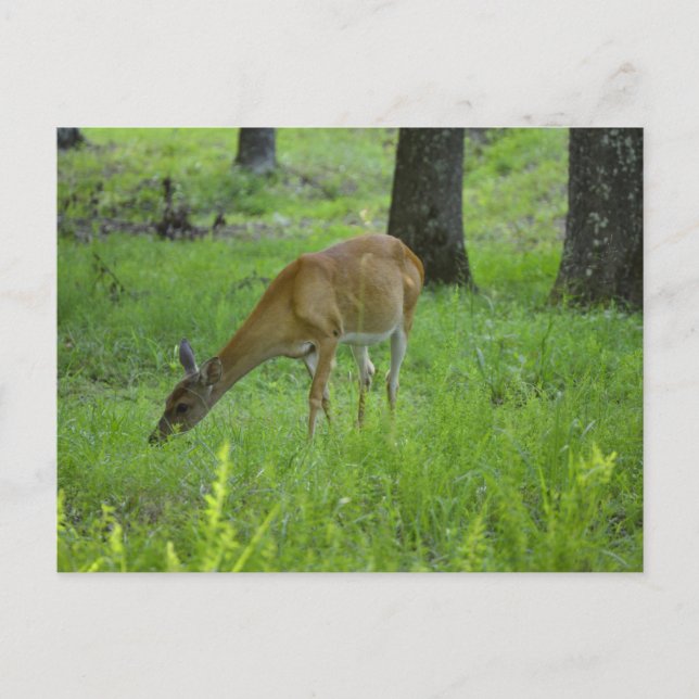 Whitetail Deer Postcard (Front)