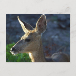 WhiteTail Deer Postcard