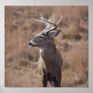 Whitetail Deer Poster