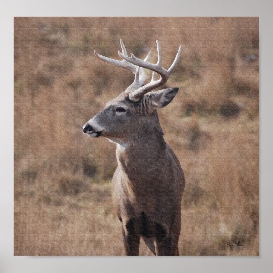 Whitetail Deer Poster | Zazzle.com