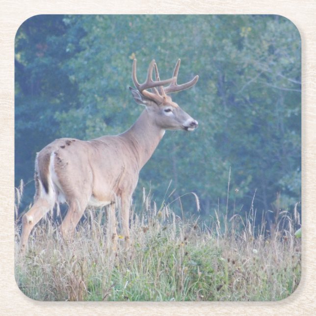 Whitetail Deer Profile in Field Paper Coaster (Front)