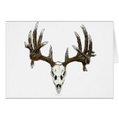 Whitetail deer skull 1 (Front Horizontal)