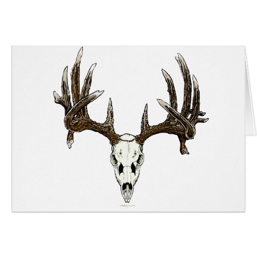 Whitetail deer skull 1 cards (Front Horizontal)