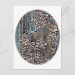Whitetail Deer Spike Buck Series Postcard
