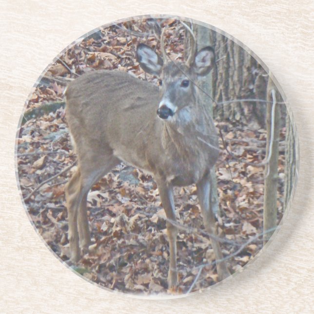 Whitetail Deer Spike Buck Series Sandstone Coaster (Front)
