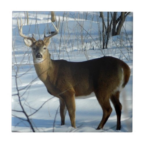 Whitetail Deer Winter Decorative Ceramic Tile