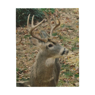 Whitetail Deer with 3-Point Antler Wood Wall Art
