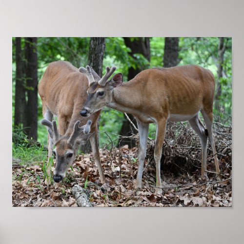Whitetail Deer Young Bucks In Velvet Poster