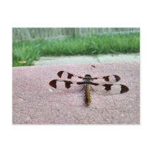Whitetail Dragonfly Postcard