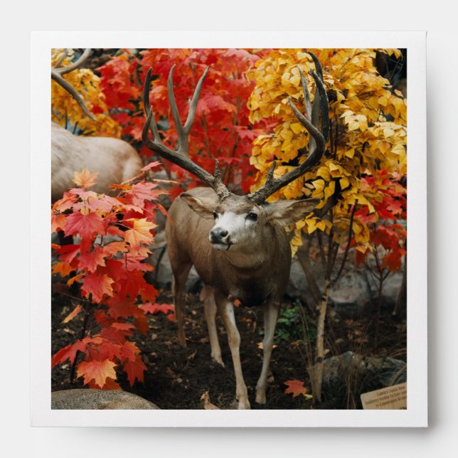 Whitetail In Autumn Envelope (Front)