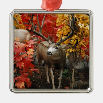 Whitetail In Autumn Metal Ornament by JTHoward at Zazzle