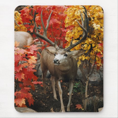 Whitetail In Autumn Mouse Pad