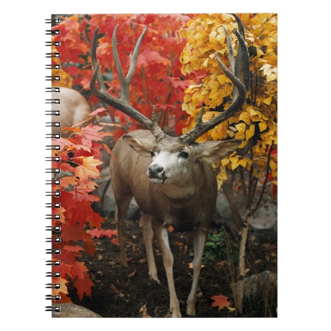 Whitetail In Autumn Notebook (Front)