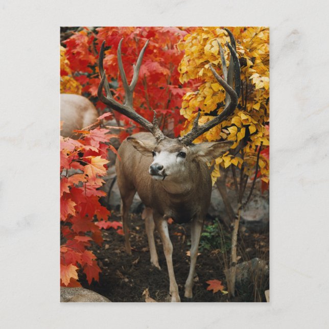 Whitetail In Autumn Postcard (Front)