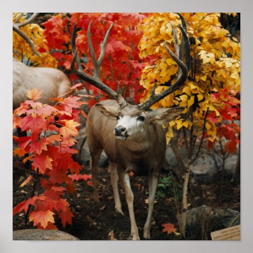 Whitetail In Autumn Poster