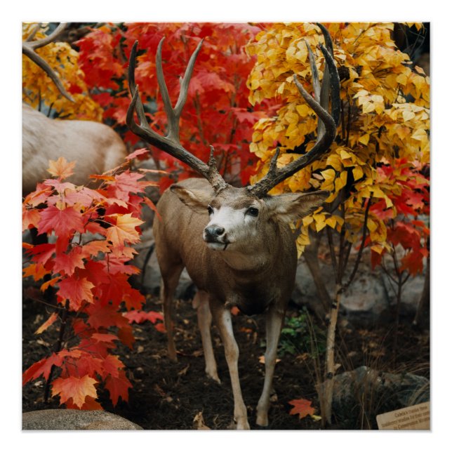 Whitetail In Autumn Poster (Front)