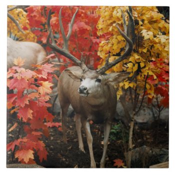 Whitetail In Autumn Tile by JTHoward at Zazzle
