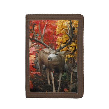 Whitetail In Autumn Tri-fold Wallet by JTHoward at Zazzle