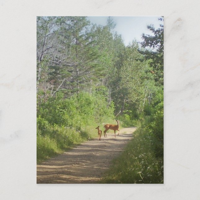 Whitetails Postcard (Front)