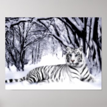 Whitetiger Poster by Wilderzoo at Zazzle