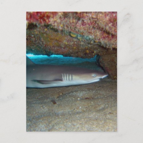 Whitetip Reef Shark 2 Postcard