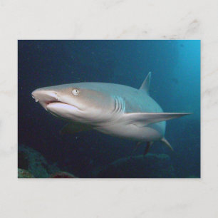 Whitetip Reef Shark Postcard