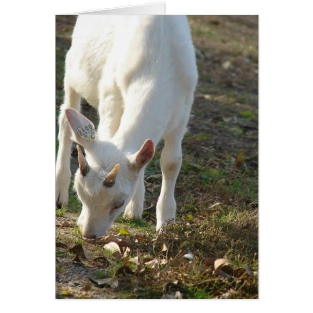 Whitey The Saanen Goat Cards (Front)