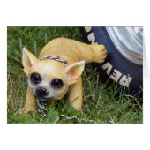 Whiz Kid (Front Horizontal)