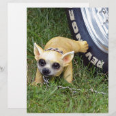 Whiz Kid (Front/Back)