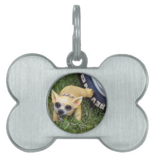 Whiz Kid Pet ID Tag