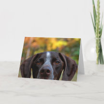 Who Dat Dog?