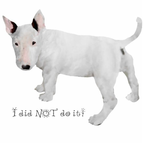 Who me  Bull Terrier Puppy Statuette