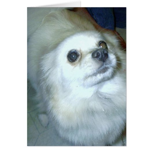 Who Me? Pomeranian Puppy (Front)