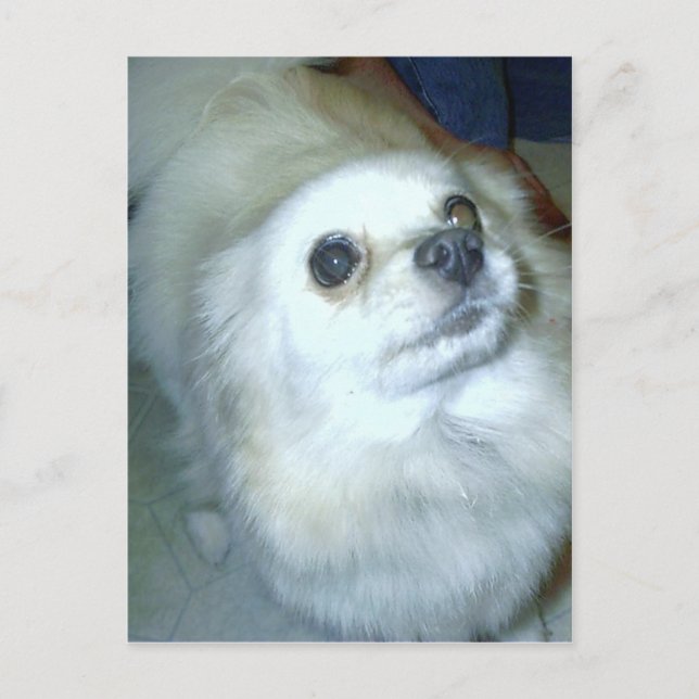 Who Me? Pomeranian Puppy Postcard (Front)