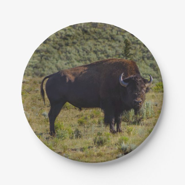 Who You Looking At Paper Plates (Front)