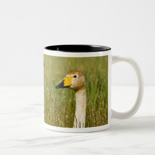 Whooper swan pair in Iceland Two_Tone Coffee Mug