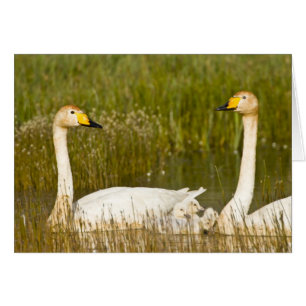 Whooper swan pair with cygnets in Iceland.