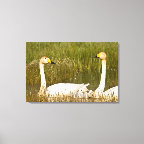 Whooper swan pair with cygnets in Iceland Canvas Print